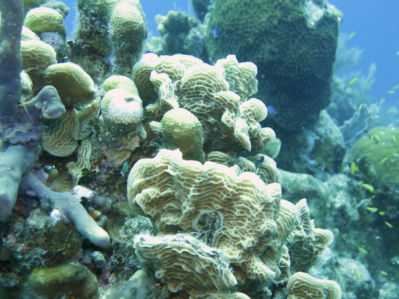 50 Scaled Lettuce Coral IMG_3251.jpg